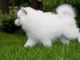 American Eskimo Dog Puppies for sale in Houston, TX, USA. price: $1,000