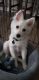 American Eskimo Dog Puppies for sale in Lakewood, CO, USA. price: $800