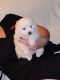 American Eskimo Dog Puppies for sale in Sauk Rapids, MN, USA. price: $700