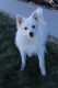 American Eskimo Dog Puppies for sale in Alamosa, CO 81101, USA. price: $1,500