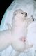 American Eskimo Dog Puppies for sale in Norfolk, VA, USA. price: NA