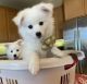 American Eskimo Dog Puppies for sale in Beaumont, CA, USA. price: $1,200