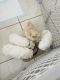 American Eskimo Dog Puppies for sale in Lexington, SC, USA. price: NA