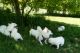 American Eskimo Dog Puppies for sale in Omaha, NE, USA. price: NA