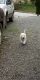 American Eskimo Dog Puppies for sale in Chapmanville, WV 25508, USA. price: NA