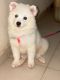 American Eskimo Dog Puppies for sale in Houston, TX 77084, USA. price: $150