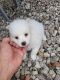 American Eskimo Dog Puppies for sale in VLG WELLINGTN, FL 33470, USA. price: $1,000