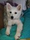 American Eskimo Dog Puppies for sale in Centreville, MI 49032, USA. price: NA