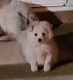 American Eskimo Dog Puppies for sale in Whittier, CA, USA. price: NA
