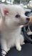 American Eskimo Dog Puppies for sale in Syracuse, NY, USA. price: $800
