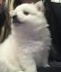 American Eskimo Dog Puppies for sale in Framingham, MA, USA. price: NA