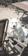 American Eskimo Dog Puppies for sale in Macomb, MI 48042, USA. price: $500