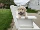 American Eskimo Dog Puppies for sale in Goshen, IN, USA. price: $725