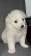 American Eskimo Dog Puppies for sale in Bronx, NY, USA. price: NA