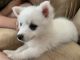 American Eskimo Dog Puppies for sale in Patterson, CA 95363, USA. price: $500