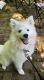 American Eskimo Dog Puppies for sale in Delaware, OH 43015, USA. price: NA