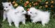 American Eskimo Dog Puppies for sale in Woodbridge, CT 06525, USA. price: NA