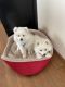 American Eskimo Dog Puppies for sale in Colorado Springs, CO, USA. price: NA