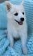 American Eskimo Dog Puppies for sale in Colorado Springs, CO 80911, USA. price: $1,500
