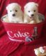 American Eskimo Dog Puppies for sale in Orange County, CA, USA. price: NA
