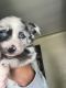 American Eskimo Dog Puppies for sale in Redford Charter Twp, MI, USA. price: $400