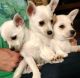 American Eskimo Dog Puppies for sale in Dallas County, TX, USA. price: $100,200