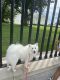 American Eskimo Dog Puppies for sale in Queens, NY, USA. price: NA
