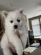 American Eskimo Dog Puppies for sale in Midland, MI, USA. price: $1,000