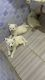 American Eskimo Dog Puppies for sale in Niagara Falls, NY, USA. price: $150