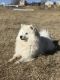 American Eskimo Dog Puppies for sale in Nucla, CO 81424, USA. price: $1,200