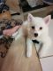 American Eskimo Dog Puppies for sale in Matawan, NJ 07747, USA. price: $2,000