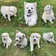 American Eskimo Dog Puppies for sale in Hopkins, MN 55305, USA. price: NA