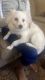 American Eskimo Dog Puppies for sale in Foxborough, MA 02035, USA. price: NA