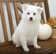 American Eskimo Dog Puppies for sale in Centereach, NY, USA. price: $600