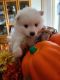 American Eskimo Dog Puppies for sale in Packwood, IA 52580, USA. price: $600