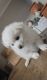 American Eskimo Dog Puppies for sale in Rio Rancho, NM, USA. price: $700