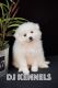 American Eskimo Dog Puppies for sale in San Bernardino, CA, USA. price: $2,500