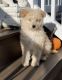 American Eskimo Dog Puppies for sale in Philadelphia, PA, USA. price: $1,850