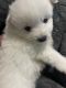 American Eskimo Dog Puppies for sale in Brockton, MA 02302, USA. price: $800