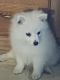 American Eskimo Dog Puppies for sale in 40211 Pacer Way, Dade City, FL 33525, USA. price: $800