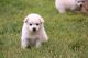 American Eskimo Dog Puppies for sale in Augusta, WI 54722, USA. price: $350