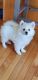 American Eskimo Dog Puppies for sale in Belleville, MI 48111, USA. price: $1,000