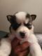 American Eskimo Dog Puppies for sale in Cicero, NY 13039, USA. price: NA