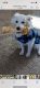 American Eskimo Dog Puppies for sale in Wellsville, KS 66092, USA. price: $800