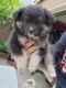 American Eskimo Dog Puppies for sale in Whittier, CA, USA. price: NA