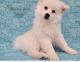 American Eskimo Dog Puppies for sale in Des Moines, IA, USA. price: NA