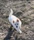 American Eskimo Dog Puppies for sale in Billings, MT, USA. price: NA