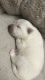 American Eskimo Dog Puppies for sale in Billings, MT, USA. price: $850