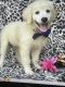 American Eskimo Dog Puppies for sale in Lancaster, PA, USA. price: $125