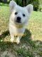 American Eskimo Dog Puppies for sale in Hopkins, MN 55305, USA. price: NA